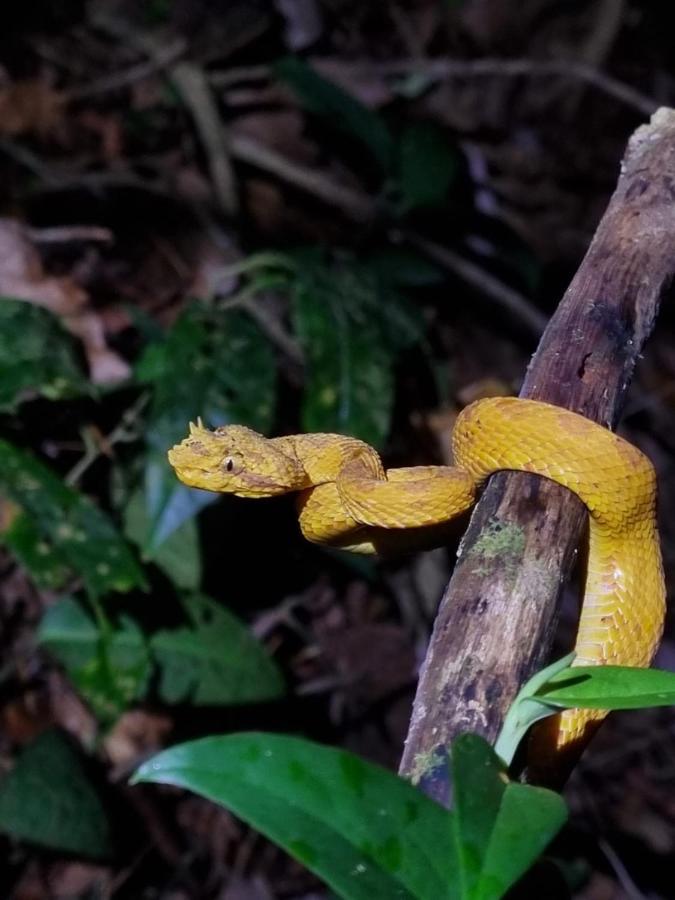 Tortuguero Villas 외부 사진