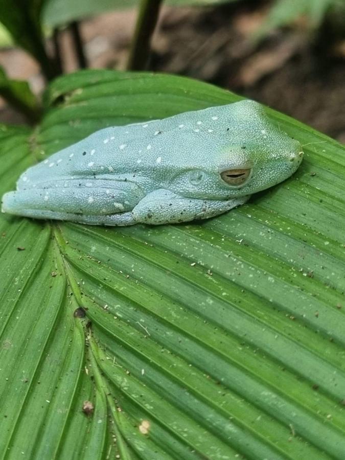 Tortuguero Villas 외부 사진